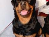 A Kalite Rottweiler Yavruları