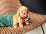 MİNİ BOY POODLE BEBEGIMIZ ' LİNDA'