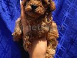 BEBEK SURAT TOY POODLE YAVRULARIMIZ