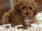 Sevimli red brown toy poodle erkek yavrumuz