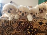 Beyaz imperial pekines bebekler