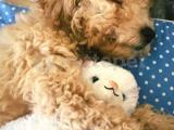 Dişi Anne altından sağlık garantili Toy poodle