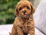 RED TOY POODLE BEBEKLER