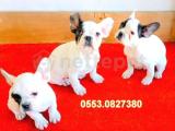 FRENCH BULLDOG YAVRULAR İZMİR iletişim ..0553.0827380