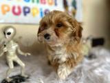 Maltipoo yavrularımız orjinal safkan 