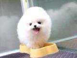 Irk ve sağlık garantili pomeranian boo yavrularımız