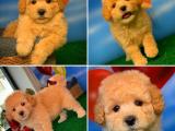 MUHTEŞEM TOY POODLE YAVRULARIMIZ