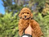 RED BROWN DİŞİ ERKEK TOY POODLE BEBEKLER