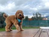 Tüm Eğitimleri Tam 3.5 Aylık Erkek Toy Poodle 