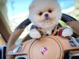 Yeni Gelen Safkan Pomeranian Boo Yavrularımızdan/ İnstagram: pomeranianboodunyasi_