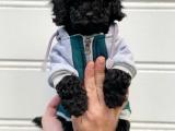 Black siyah inci toy poodle yavrularımız