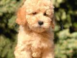 Miniatür Toy Poodle yavrumuz