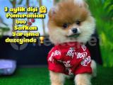 Orjinal Renk Pomeranian boo Dişi Safkan A PLUS