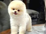 Ayı Surat Pomeranian Boo Yavrularımız