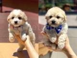 Dişi ve Erkek Maltipoo Yavrularımız