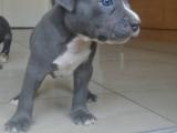 Abkc secereli american bully