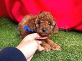 ÇİKOLATA TADINDA TOY POODLE YAVRULARI