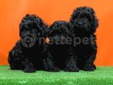 RESMİ ÜRETİCİDEN SİYAH TOY POODLE YAVRULAR