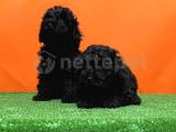 Mini boy red brown toy poodle yavrumuz