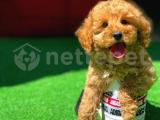 Yavru Patiler'den Erkek 2.5 aylık apricot toy Poodle yavrusu