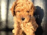 DİŞİ RED TOY POODLE YAVRUMUZ