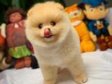 Pomeranian Boo ayı surat eu pasaport