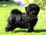 BLACK TOY POODLE YAVRULARIMIZ