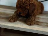 TOY POODLE YAVRULARI SATILIK