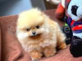 Aa Kalite Pomeranian Boo Yavrularımız