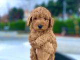 HER RENK TOY POODLE BEBEKLER