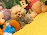 Yurtdışı üretim belgeli pomeranian boo yavrularımız