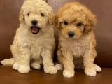 Apricot renk toy poodle yavrularımız