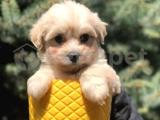 Dizayn Irk Maltipoo Yavrumuz 