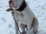 Dogo argentino acil sahiplendirme