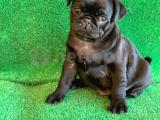 SİYAH ERKEK PUG MOPS EN NADİR RENK