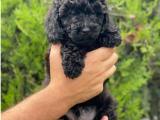 Sevimli siyah toy poodle yavrumuz