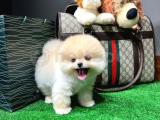 Irk ve sağlık garantili pomeranian boo yavrularımız