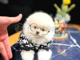 Irk ve sağlık garantili pomeranian boo yavrularımız