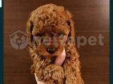 TOY POODLE SAFKAN MİNİK DOSTUNUZ