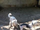2 aylık safkan Jack russell terrier yavruları