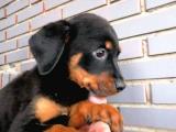 Sevimli Rottweiler yavrular 