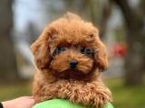 RED TOY POODLE YAVRULAR