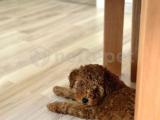 Toy Poodle