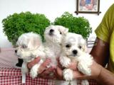 Teslime Hazır Irk Ve Sağlık Garantili maltese terrier yavruları 