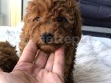 Tarçın Rengi Toy Poodle