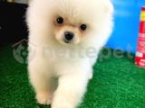 Güleryüzlü Şirin Pomeranian Boo yavrumuz 