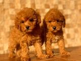 Toy Poodle Yavruları