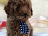 TOY POODLE YAVRULAR