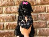 Siyah inci black toy poodle yavrular @catboyssss da