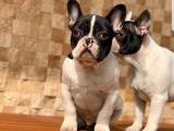 French bulldog yavrular